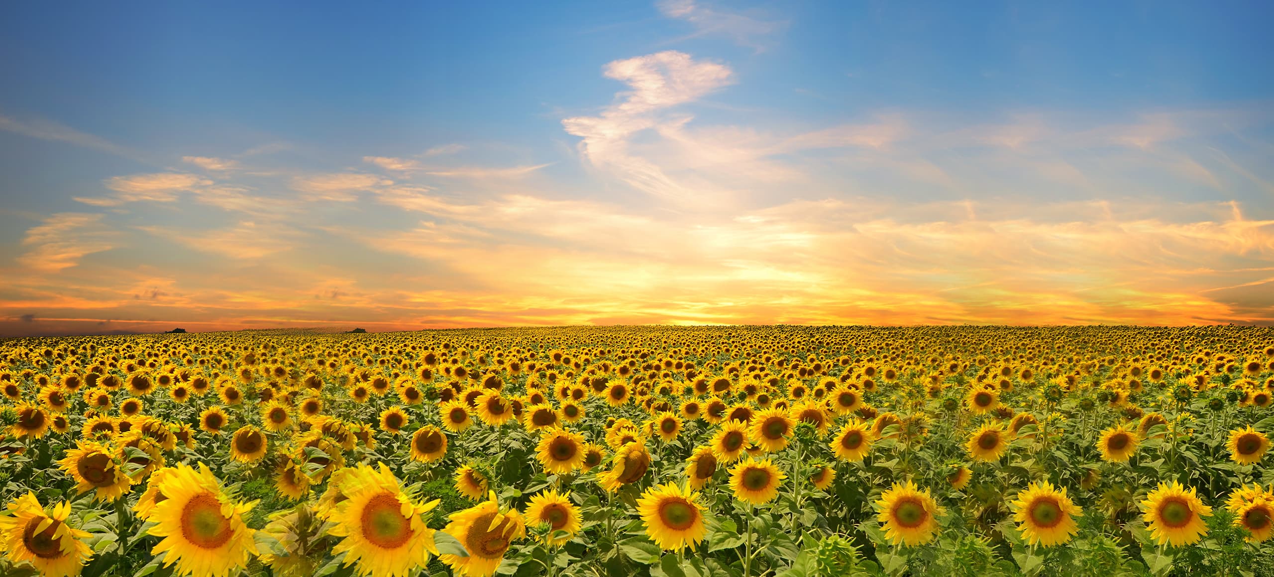 seo始終堅持結果化服務(wù)，讓企業(yè)都能享有營(yíng)銷(xiāo)創(chuàng  )造的價(jià)值！